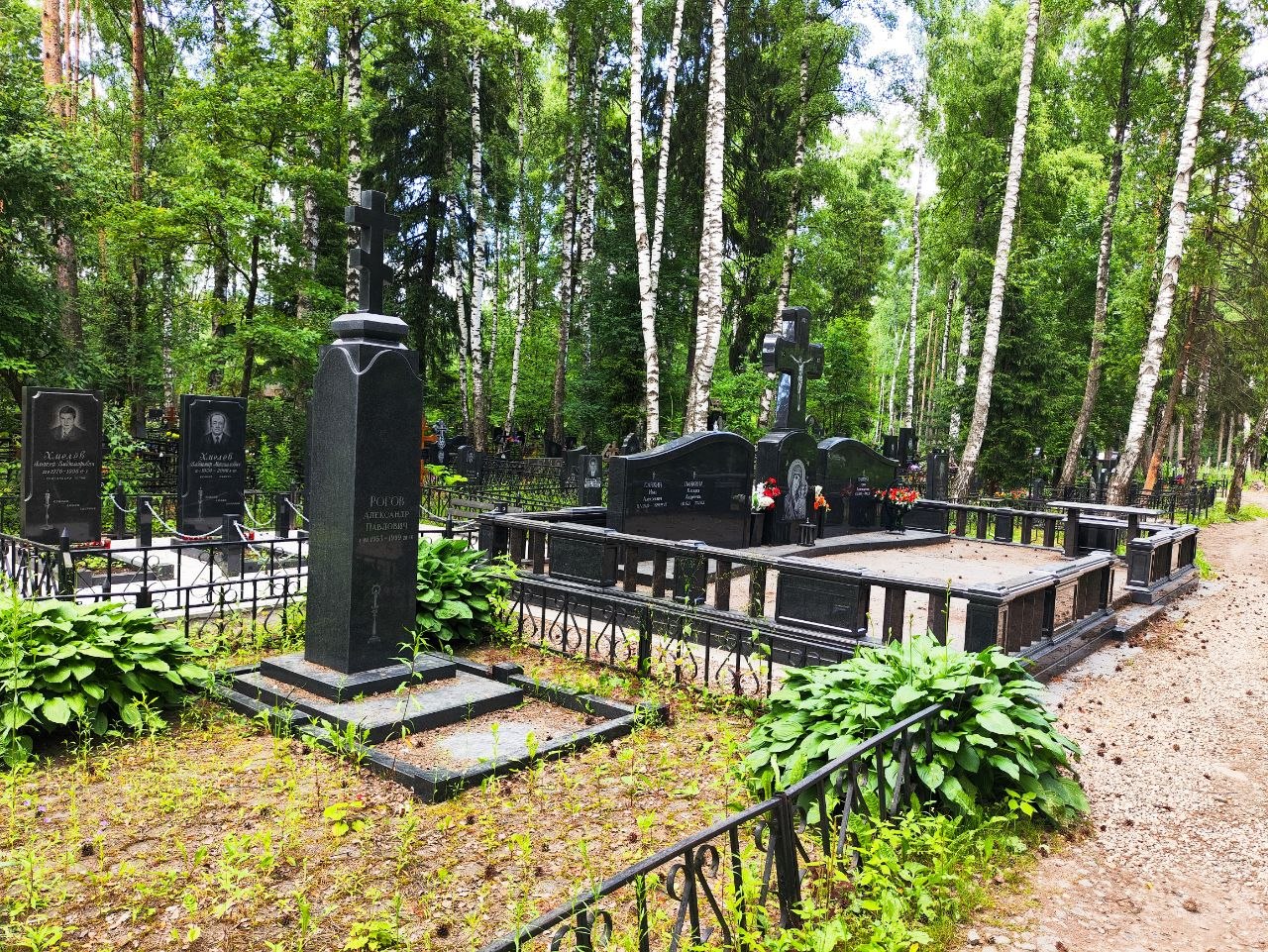 Берёзы